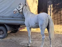 Kůň, Arabian horse — foto 3