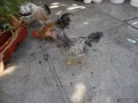bantam japonais — photo 2