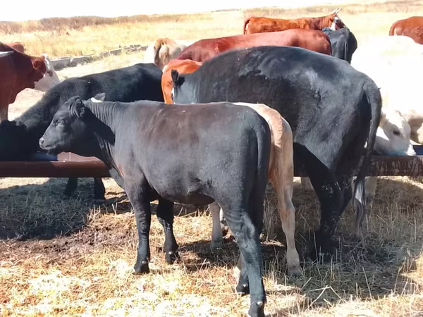 Toro, Razza Auliakol