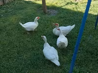 Ducks — تصویر 3