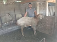 میش, گوسفند — عکس 3