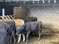Бик, Simmental cattle — снимка 5