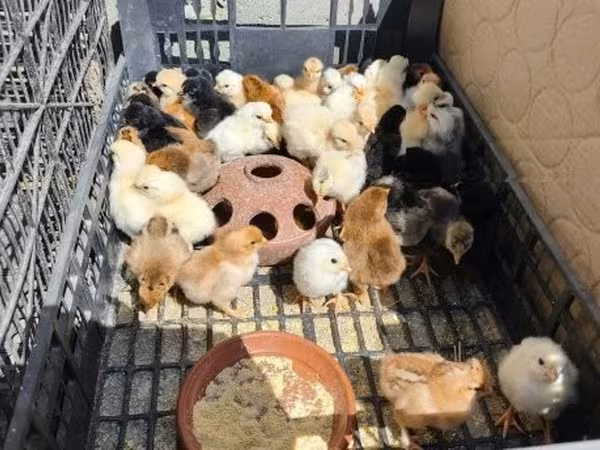 Chickens