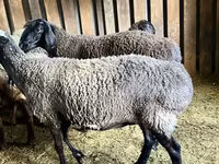 Schaf, Schafe — Foto 5
