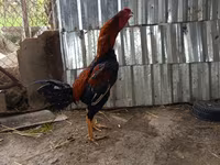 Chickens — 4 зураг