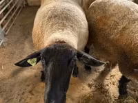 میش, White Suffolk sheep — عکس 5