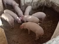 خنزير ذكر, Крупная белая — الصورة 4