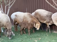 Oaie, Arashan sheep — foto 7
