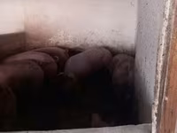 Prasata (šarže, pohlaví neuvedeno), Prasata — foto 4