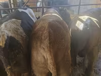 Býk, Simmental cattle — foto 2