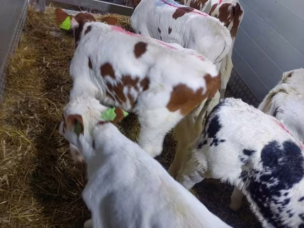 Buqa, Simmental cattle