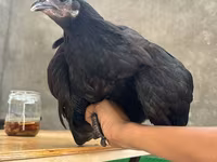 Chickens — عکس 2