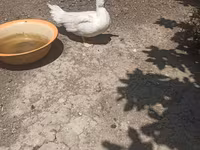 Ducks — फ़ोटो 1