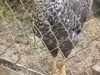 Chickens — zdjęcie 7