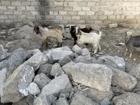 بز نر, بز — عکس 1
