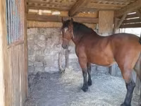 암말, Međimurje horse — 사진 3