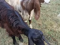 Ямаа, Damask goat — 3 зураг