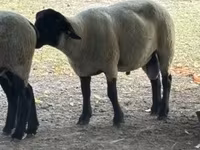 قوچ, White Suffolk sheep — عکس 3