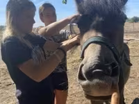 Klisna, Hucul pony — foto 2