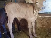 Rinder (Partie, Geschlecht nicht angegeben), Swiss cattle — Foto 2