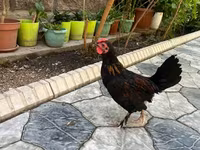 Chickens — عکس 2