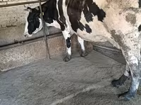 گاو ماده, Russian Black pied cattle — عکس 1