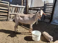 تيس, Saanen goat — الصورة 4
