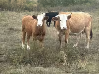 گاو ماده, Latvian Blue cattle — عکس 4