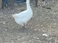 Geese — عکس 5
