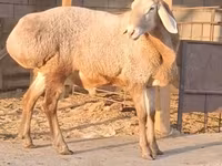 숫양, Hissar sheep — 사진 2