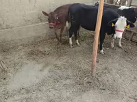 Lo’ (xirmo, jins lama sheegin), Kazakh White-headed cow — sawirka 3