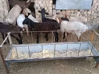 Beran, Arashan sheep — foto 2