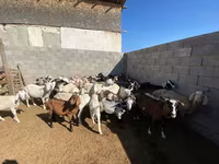 ፍየል, Goats — ፎቶ 2