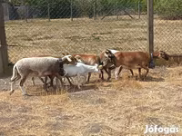 Ovan, Cameroon sheep — fotografija 5