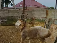 قوچ, Rhon sheep — عکس 3
