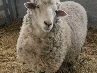 Sheep, Sheep — photo 7
