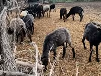 Pecora, Racka sheep — foto 6