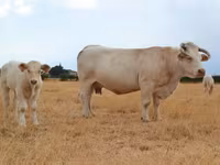 Ko, Charolais cattle — foto 1