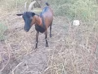 Capra, Alpine goat — foto 1
