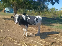 Kuh, Russian Black pied cattle — Foto 2