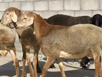 Beran, Arashan sheep — foto 1