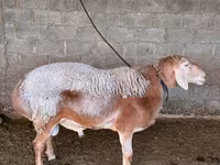 ვერძი, ცხვრები — ფოტო 1