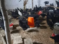 Chickens — Foto 3