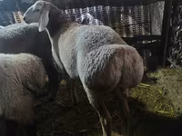 Biri-biri betina, Sheep — foto 1