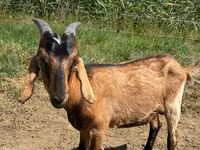 Buk, Nubian Goat — foto 3