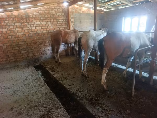 Horse (M), Horses — Kyrgyzstan