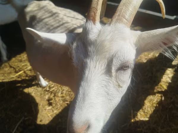 بز ماده, Saanen goat