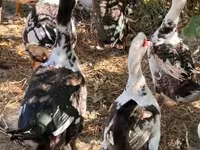 Ducks — عکس 3
