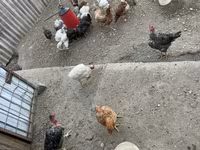 Chickens — ፎቶ 2