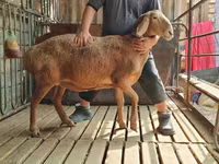 Schaf, Arashan sheep — Foto 1
